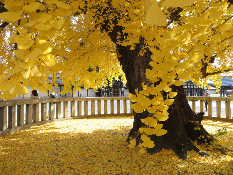 福泉寺 イチョウ
